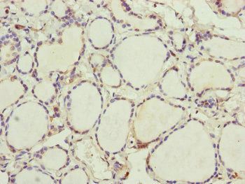 UXT Antibody