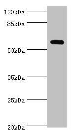 Vacuolar fusion protein MON1 homolog A antibody