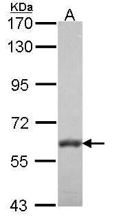 membrane palmitoylated protein 6 Antibody