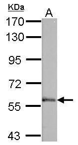 VAM1 antibody