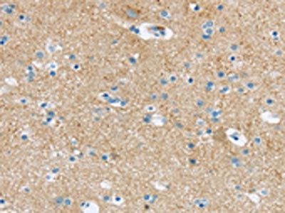 VAMP1 Antibody