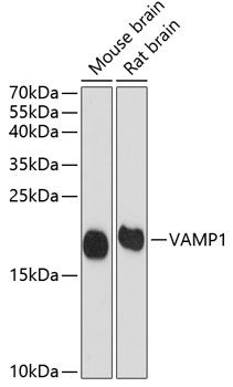 VAMP1 antibody
