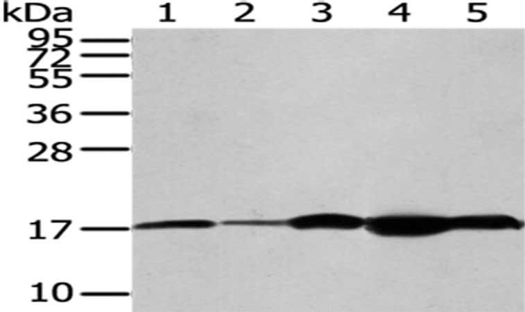 VAMP2 Antibody