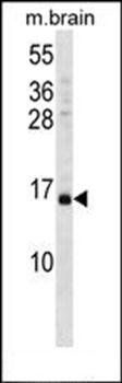 VAMP3 antibody