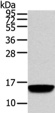 VAMP5 antibody