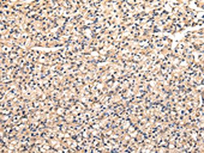 VAMP5 Antibody
