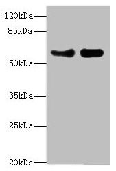 VANGL1 Antibody