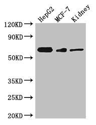 VANGL2 Antibody