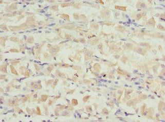 VANGL2 antibody