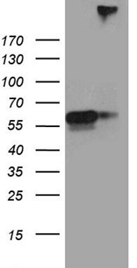 VAPA Antibody