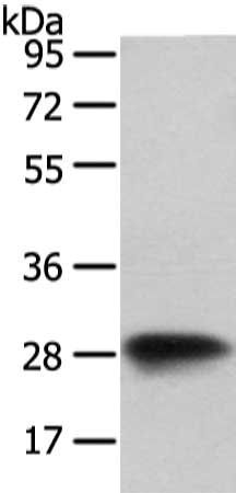 VAPA antibody