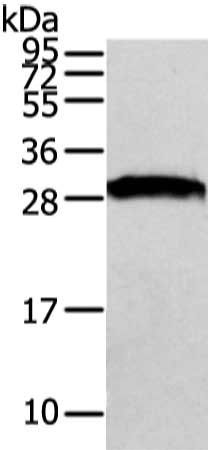 VAPA antibody