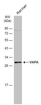 VAPA antibody [N1N3]