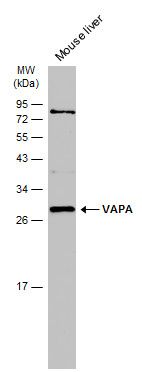 VAPA antibody [N1N3]