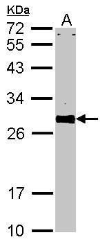 VAPA antibody [N1N3]