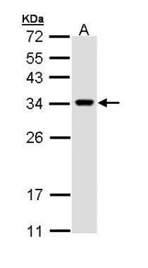 VAPA antibody [N1N3]
