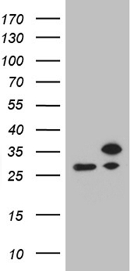 VAPB Antibody
