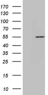 VAPB Antibody