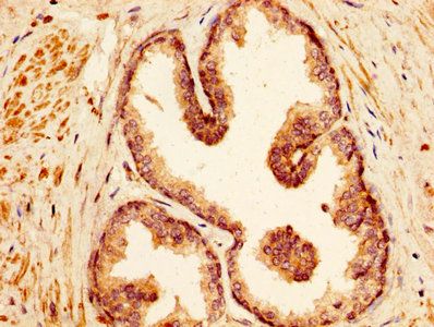 VASH1 Antibody