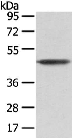 VASH1 antibody