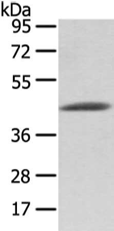 VASH1 antibody