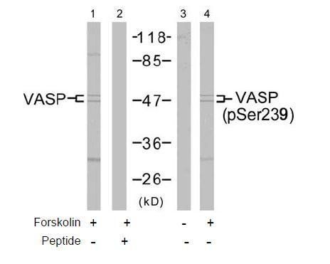 VASP (Phospho-Ser239) Antibody