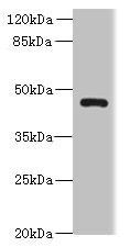 VAT1L Antibody