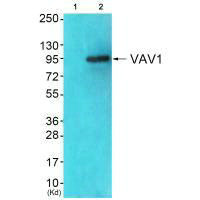 VAV1 Antibody