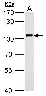 vav guanine nucleotide exchange factor 1 Antibody