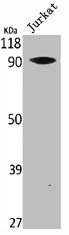 VAV1 Antibody