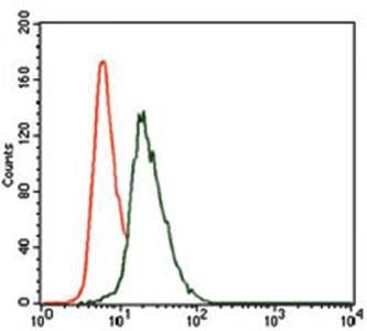 VAV1 Antibody