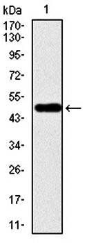 VAV1 Antibody