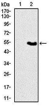VAV1 Antibody