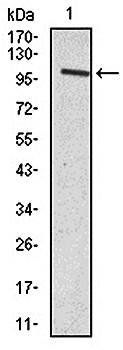 VAV1 Antibody