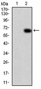 VAV2 Antibody