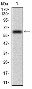 VAV2 Antibody