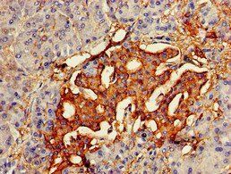 VAV3 Antibody