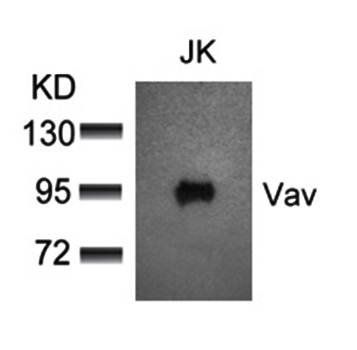 Vav Rabbit Polyclonal Antibody