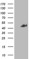 VCAM1 Antibody