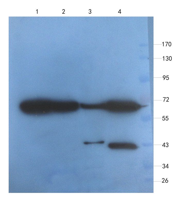 VCAM1 antibody