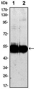 VCAM1 Antibody