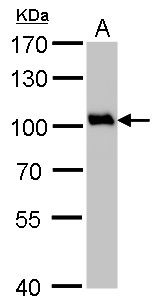 VCP antibody [N1N2], N-term