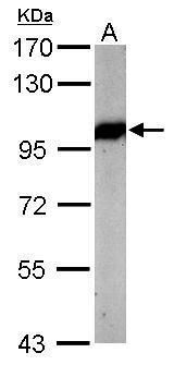 VCP antibody [N1N2], N-term