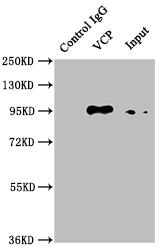 VCP Recombinant Monoclonal Antibody
