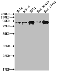 VCP Recombinant Monoclonal Antibody