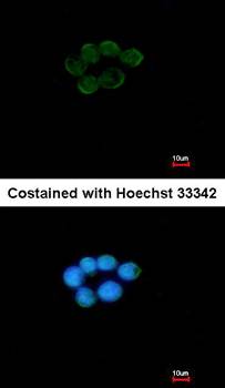 VCPIP1 antibody