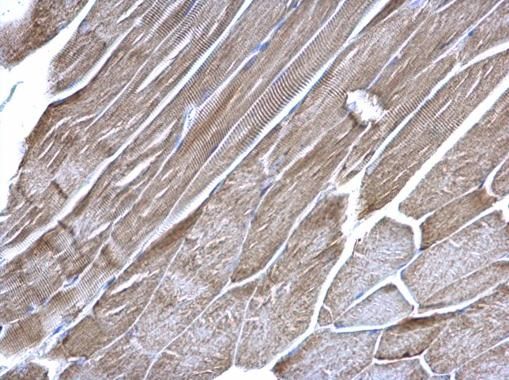 VDAC1 Rabbit Polyclonal Antibody
