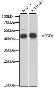 VEGF antibody
