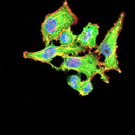 VEGFA Antibody