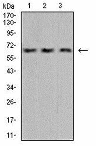 VEGFA Antibody